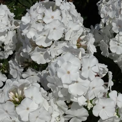 Phlox paniculata 'Anne' - Phlox paniculata 'Anne'