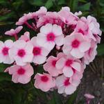 Phlox paniculata  'Betty Vulcano' - Phlox paniculata 'Betty Vulcano'