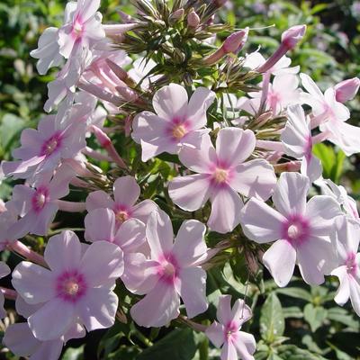 Phlox paniculata 'Eden Tuin'  - Phlox paniculata 'Eden Tuin' 