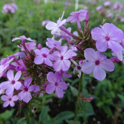 Phlox paniculata 'Jeana' - Phlox paniculata 'Jeana'