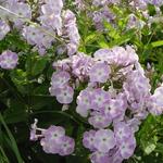 Phlox paniculata 'Katherine' - 