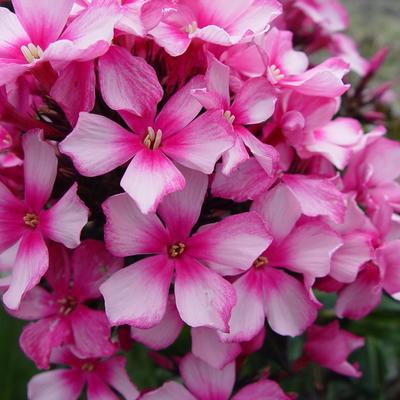 Phlox paniculata 'Miss Elie' - 