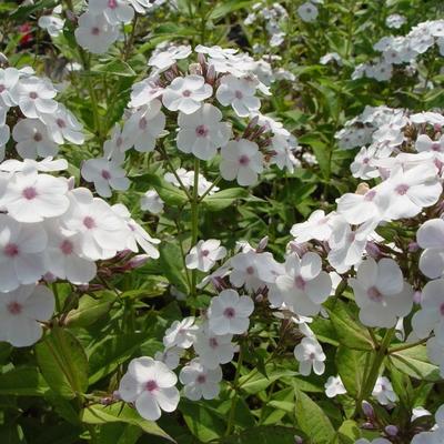 Phlox x arendsii SPRING PEARL 'Miss Jill' - 