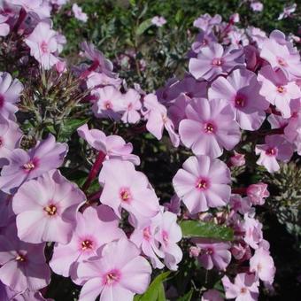 Phlox paniculata JS 'Rosanne'