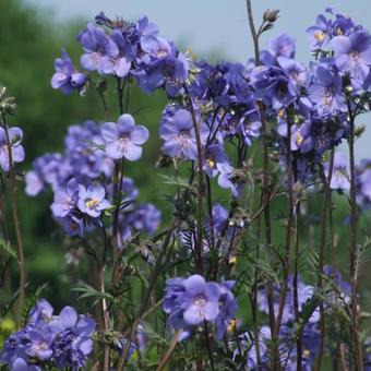 Polemonium yezoense var. hidakanum 'Bressingham Purple'