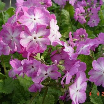 Primula sieboldii 'Sangoguko'