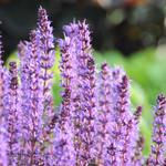 Salvia nemorosa 'JS Mother Tilley' - 