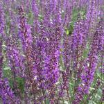 Salvia nemorosa 'JS Slimming Blue' - 