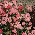 Achillea millefolium TUTTI FRUTTI 'Apricot Delight' - 