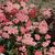 Achillea millefolium TUTTI FRUTTI 'Apricot Delight'