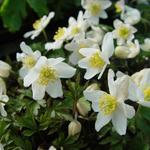 Anemone nemorosa 'Alba'  - 