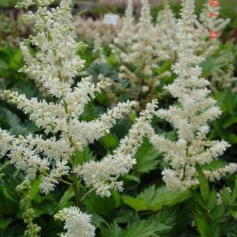 Astilbe chinensis 'Vision in White'