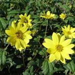 Helianthus microcephalus 'Straffe Prairie Gast' - 