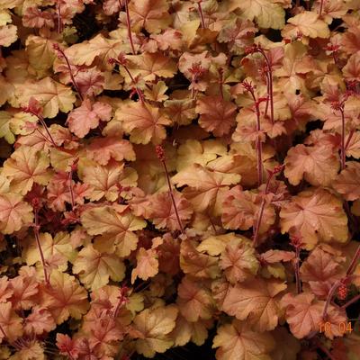 Heuchera CARNIVAL 'Coffee Bean' - 