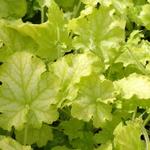 Heuchera CARNIVAL 'Limeade' - 