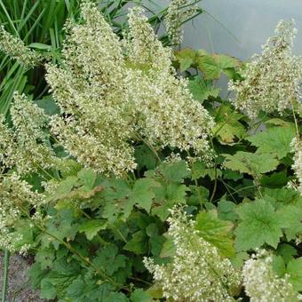 Heuchera 'Chantilly'