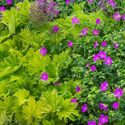 Heuchera villosa 'JS Felt Room' - Heuchera villosa 'JS Felt Room'