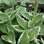 Hosta crispula - Blaublatt-Funkie