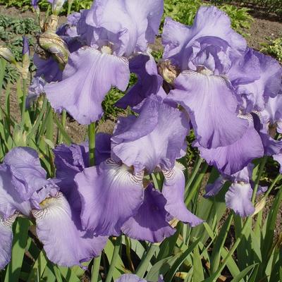 Iris germanica 'Blue Rhythm' - Iris germanica 'Blue Rhythm'