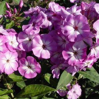 Phlox x arendsii 'Miss Margie'