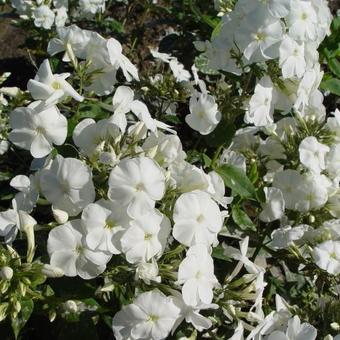 Phlox paniculata 'Monte Cristallo'