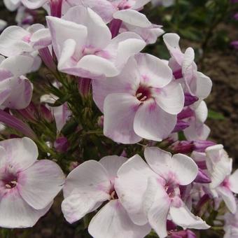 Phlox paniculata 'Pallas Athene'