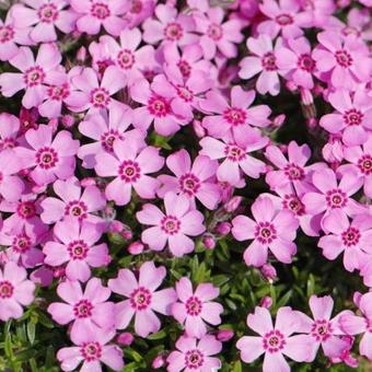 Phlox subulata 'Zwergenteppich'