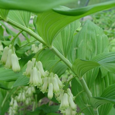 Polygonatum biflorum