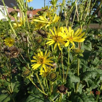 Silphium perfoliatum 'Ja Wadde'