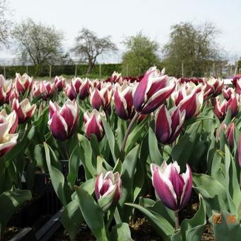 Tulipa 'Chansonnette'