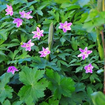 Anemone nemorosa 'La Rochanne'