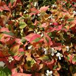 Houttuynia cordata 'Joker's Gold' - 