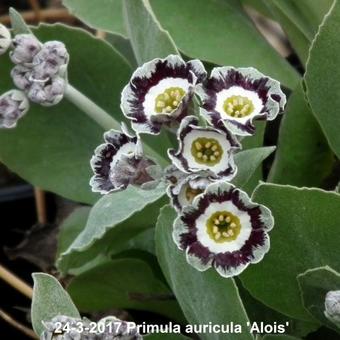 Primula auricula 'Alois'