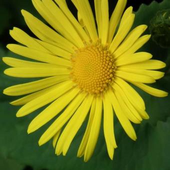 Doronicum orientale