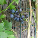 Vitis vinifera 'Muscat Blue'   - Vitis vinifera 'Muscat Blue'  