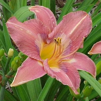 Hemerocallis 'Chinese Watercolor' - 