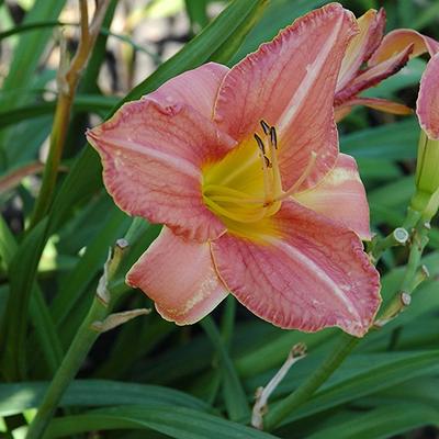 Hemerocallis 'Chicago Peach Parfait' - 