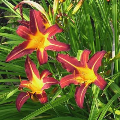 Hemerocallis 'Autumn Red'