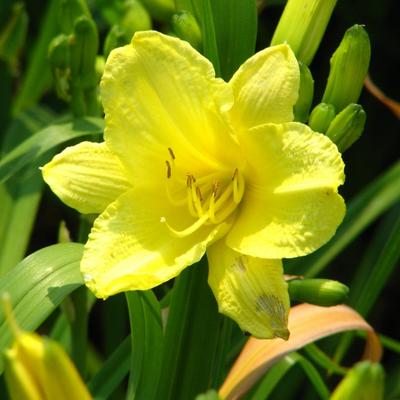 Hemerocallis 'Happy Returns'