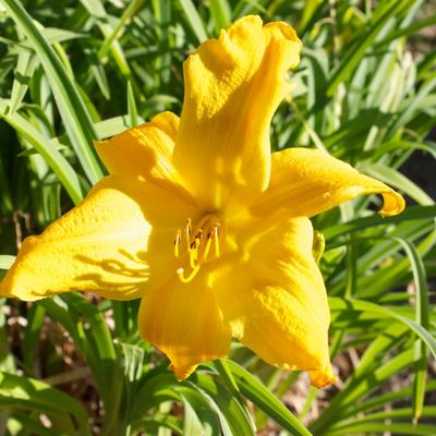 Hemerocallis middendorffii - Middendorffs Taglilie - Hemerocallis middendorffii