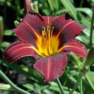 Hemerocallis 'Black Prince' - Hemerocallis 'Black Prince'