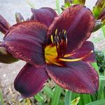 Hemerocallis 'Sweet Hot Chocolate'  - Hemerocallis 'Sweet Hot Chocolate' 