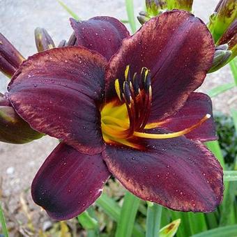 Hemerocallis 'Sweet Hot Chocolate'