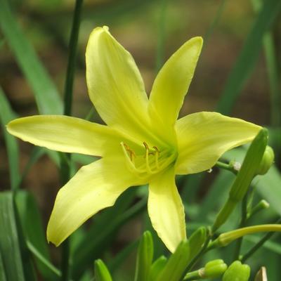 Hemerocallis citrina - Hemerocallis altissima