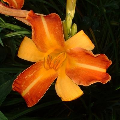 Hemerocallis 'Bold Courtier' - 