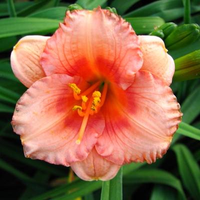 Hemerocallis 'Cosmopolitan' - 