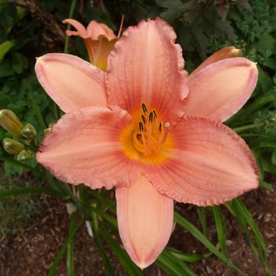 Hemerocallis 'Elaine Strutt' - 