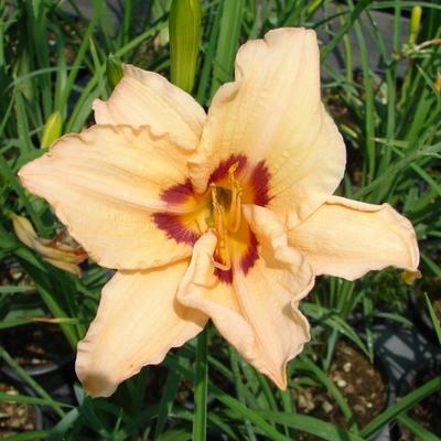 Hemerocallis 'Lynn Hall' - 