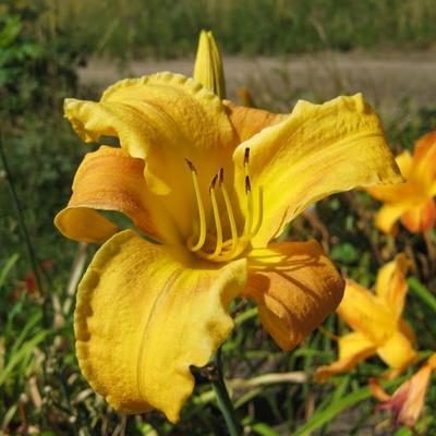 Hemerocallis 'Chloe's Child' - 