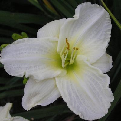 Hemerocallis 'White Temptation' - Hemerocallis 'White Temptation'